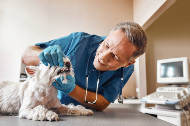 Best Dentist Open Late Near Me  in Stuarts Draft, VA